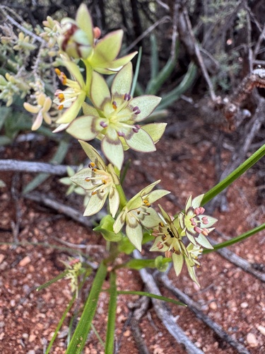 Short-leaved Early Nancy