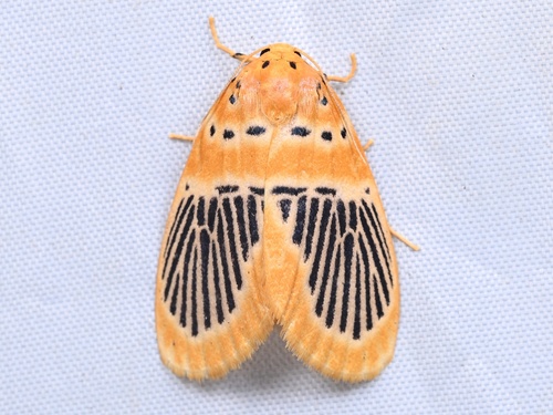 Stigmatophora palmata