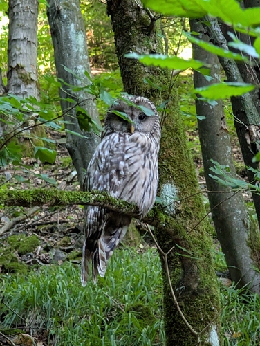 Ural Owl
