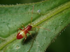 Closterotomus biclavatus