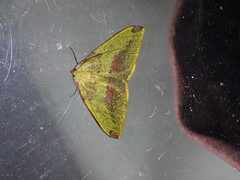 Heterolocha