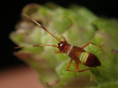 Closterotomus biclavatus