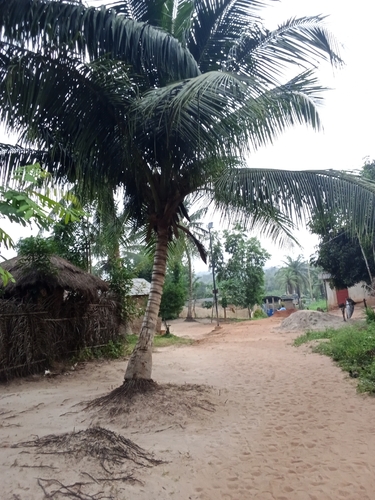 coconut palm