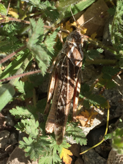 Cratypedes lateritius