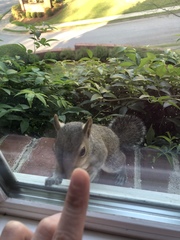 Sciurus carolinensis