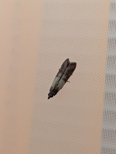 Indian-Meal Moth, Westerdoksdijk, 1013 MM Amsterdam, Netherlands, photo 10 of 10