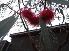 Eucalyptus caesia