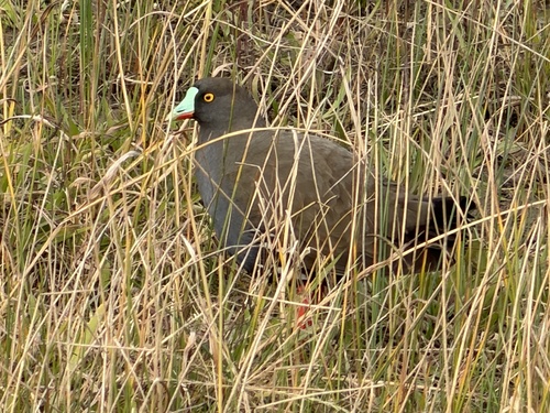 Black-tailed Nativehen