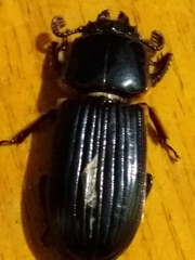 Passalus