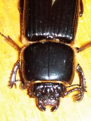 Passalus
