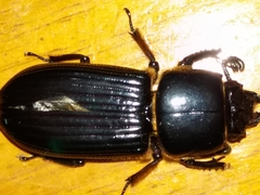 Passalus