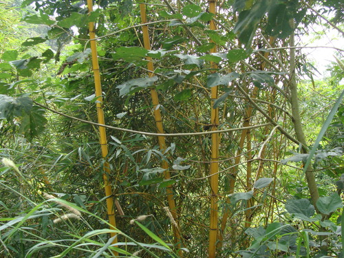 Bambusa vulgaris, photograph 5