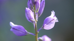 Polygala comosa