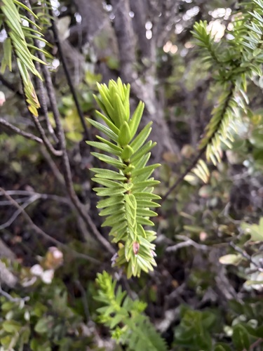 Dubautia ciliolata observed 2026-07-25