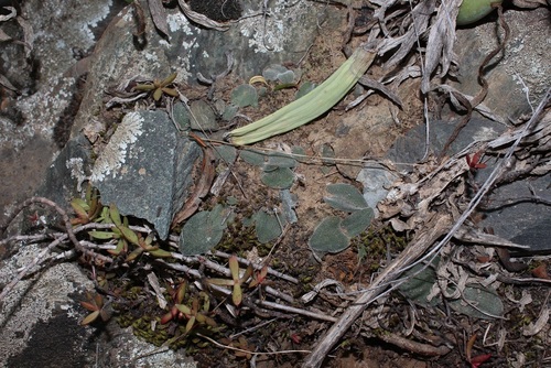 Image of Flat Squill (Drimia platyphylla) by (c) Brian du Preez, some rights reserved (CC BY-SA)
