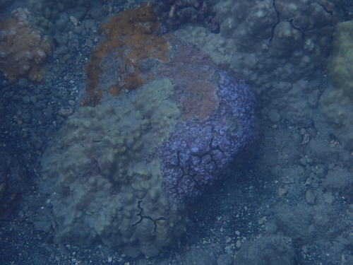 Montipora flabellata observed 2026-08-04