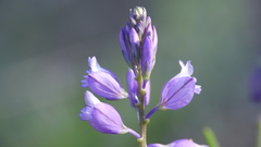 Polygala comosa