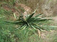 Furcraea guatemalensis