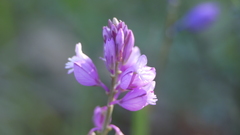 Polygala comosa