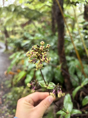 Kadua centranthoides observed 2026-07-25