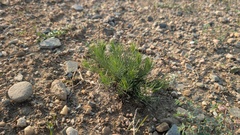 author not stated, no rights reserved Asclepias pumila, photograph author not stated, no rights reserved