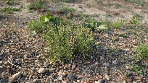 Asclepias pumila, photograph 3