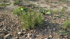 author not stated, no rights reserved Asclepias pumila, photograph author not stated, no rights reserved