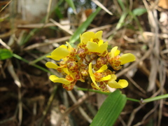 Trichocentrum ascendens, photograph (c) Alexis López Hernández, some rights reserved (CC BY)
