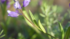 Polygala comosa