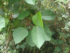Alchornea latifolia, photograph (c) Alexis López Hernández, some rights reserved (CC BY)