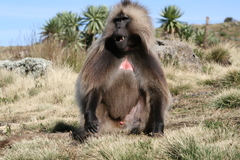 Theropithecus gelada