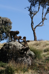 Theropithecus gelada