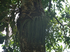 Campyloneurum angustifolium