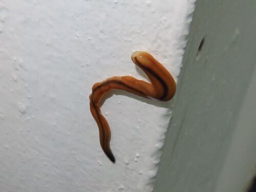Wandering Hammerhead Worm