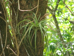 Tillandsia flabellata