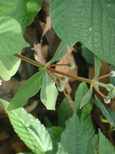 Kohleria spicata, photograph 2
