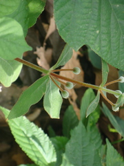 Kohleria spicata, photograph (c) Alexis López Hernández, some rights reserved (CC BY)