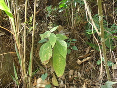 Kohleria spicata, photograph (c) Alexis López Hernández, some rights reserved (CC BY)