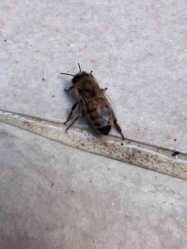 Western Honey Bee