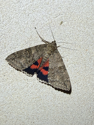 Red Underwing