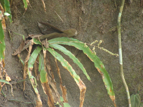 Fosterella micrantha, photograph 6
