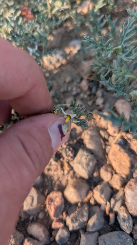 Solanum triflorum, photograph 4