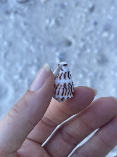 Conus chaldeus observed 2026-08-03