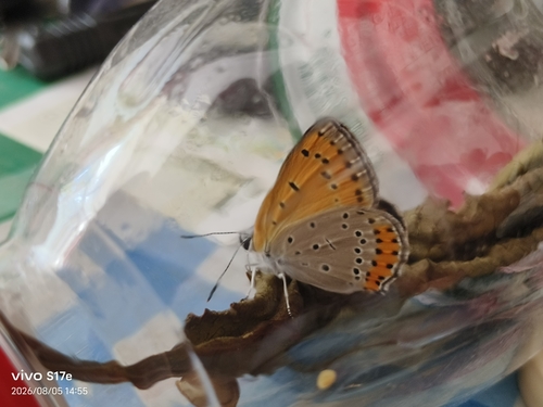 Large Copper