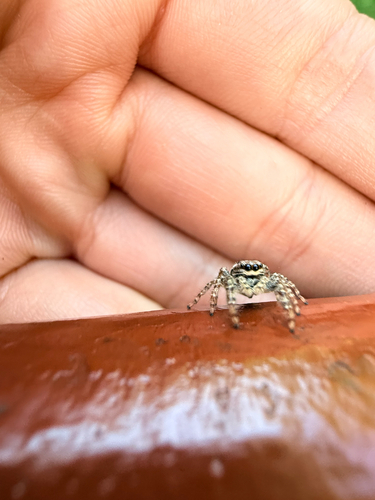 Fencepost jumping spider