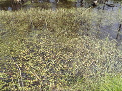 Sparganium hyperboreum