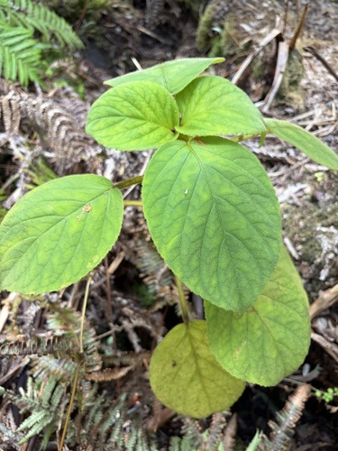 Cyrtandra platyphylla observed 2026-07-08