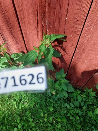 great stinging nettle
