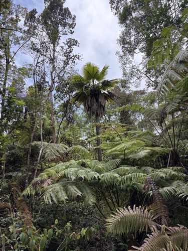 Pritchardia beccariana observed 2026-07-14