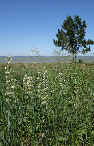 Silene viscosa, photograph 2